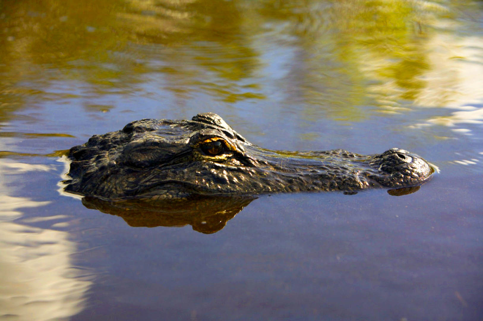 Coopertown Everglades Airboats