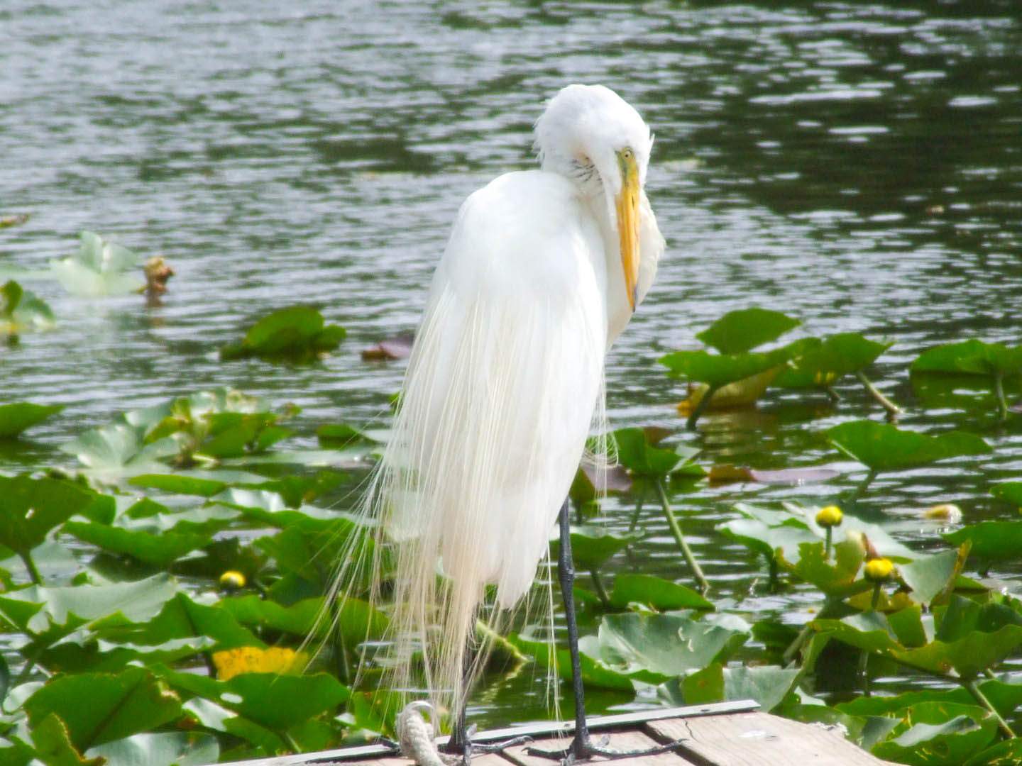 Coopertown Everglades Airboats